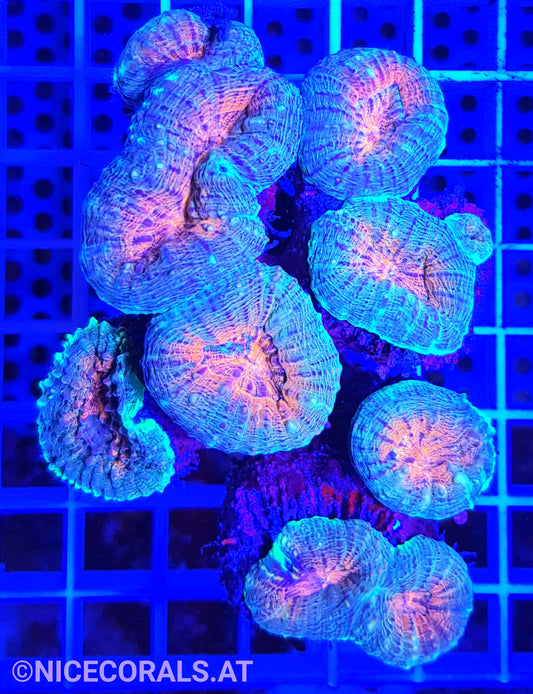 Lobophyllia