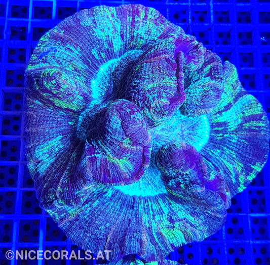 Trachyphyllia