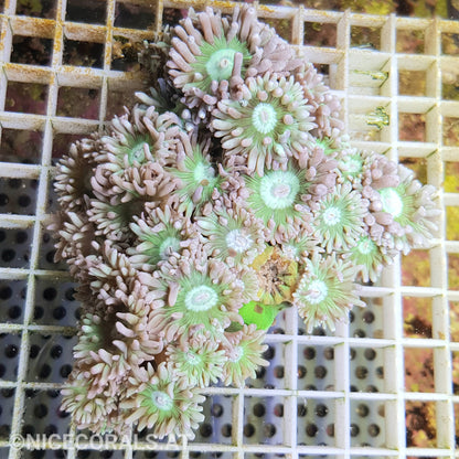 Duncanopsammia