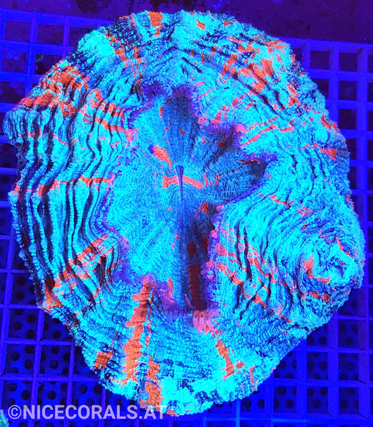 Cynarina SP. Acanthophyllia
