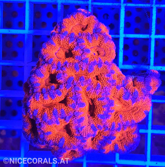 Acanthastrea