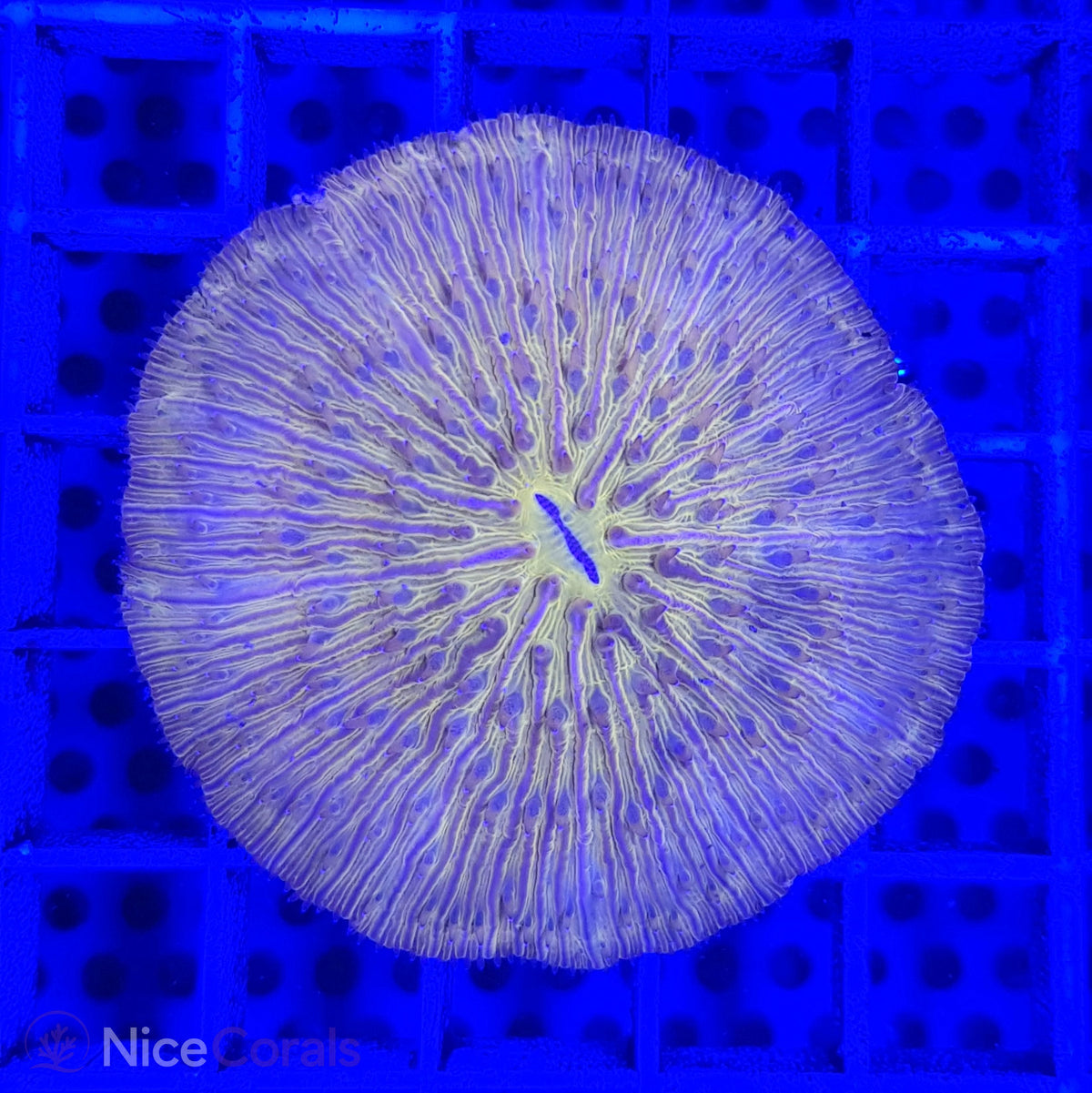 Cycloseris