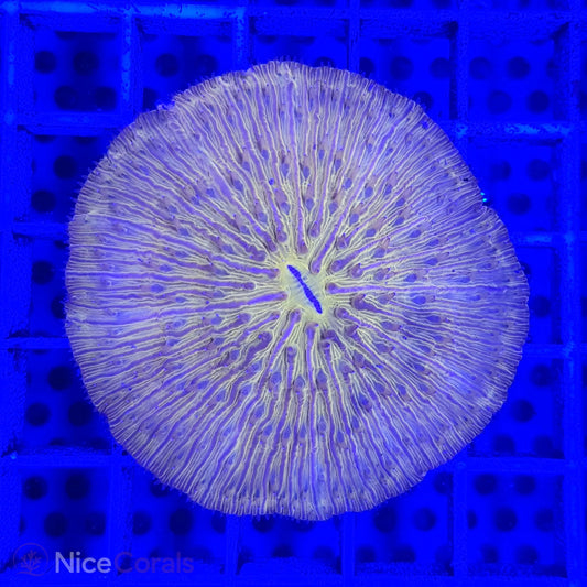 Cycloseris