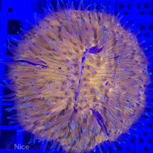Cycloseris