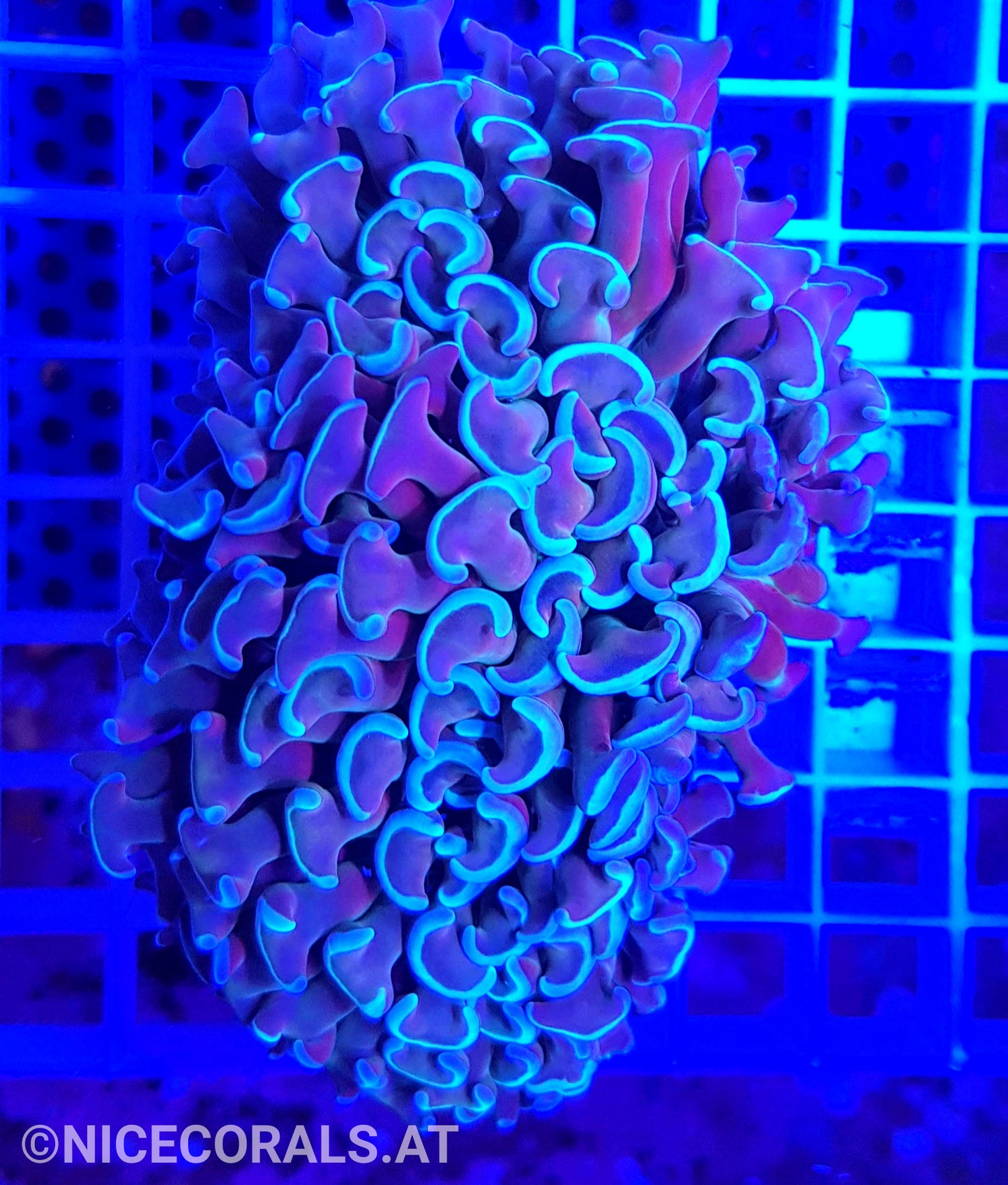 Euphyllia ancora