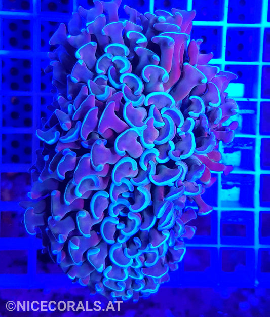 Euphyllia ancora