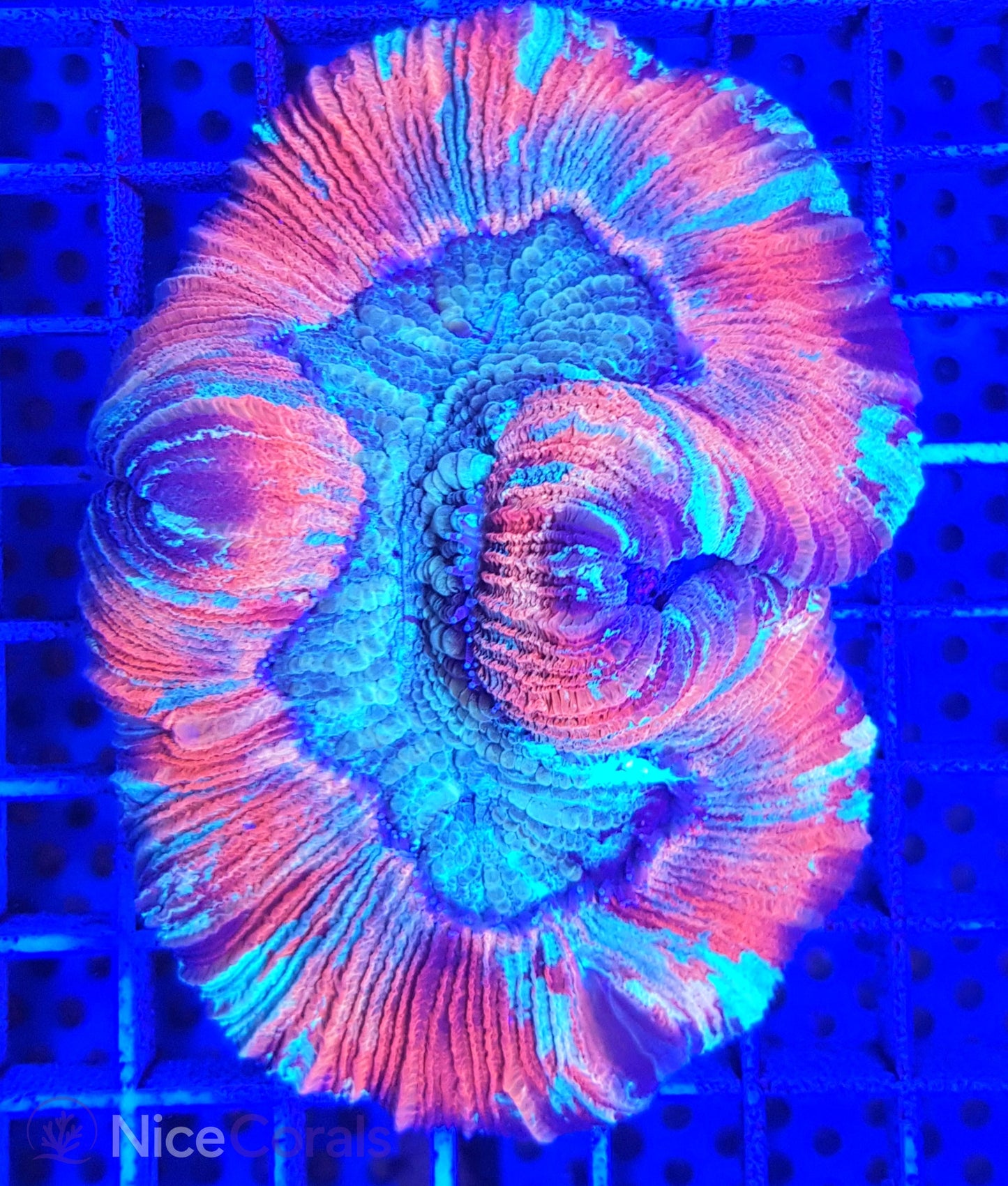 Trachyphyllia