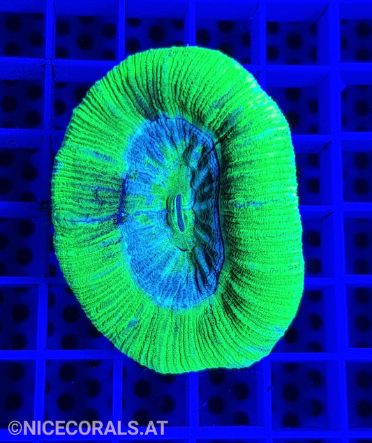 Trachyphyllia