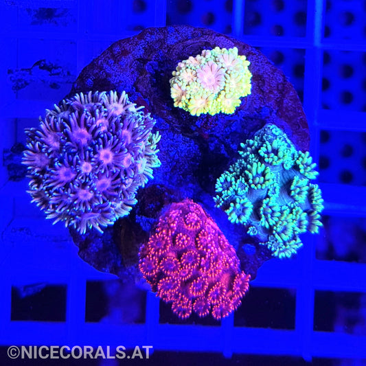 Goniopora Mix