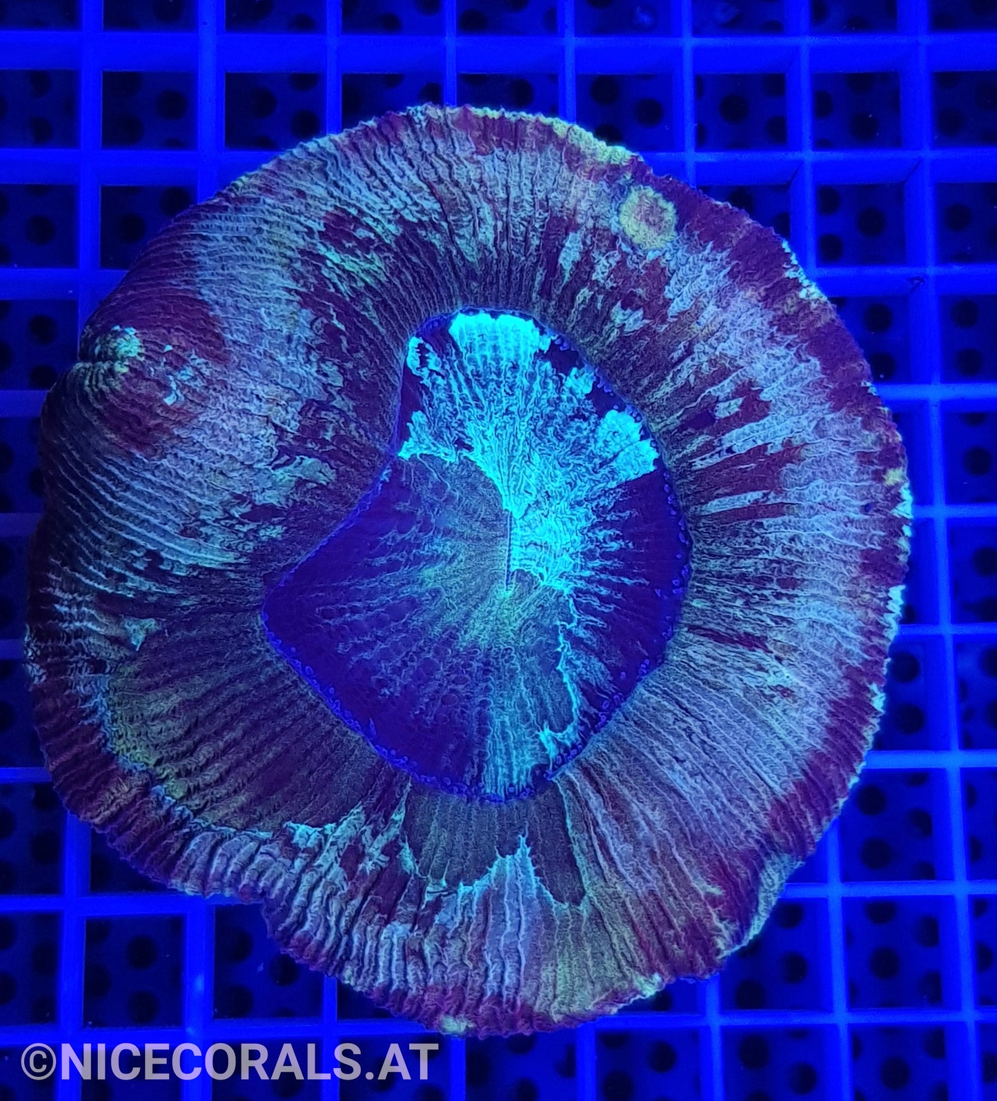 Trachyphyllia