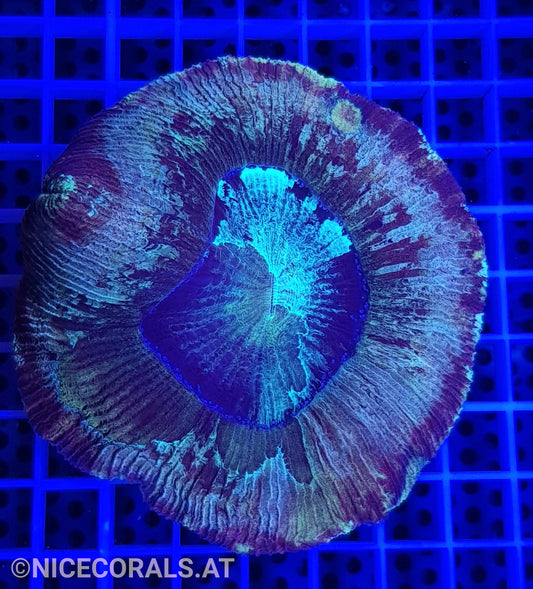 Trachyphyllia