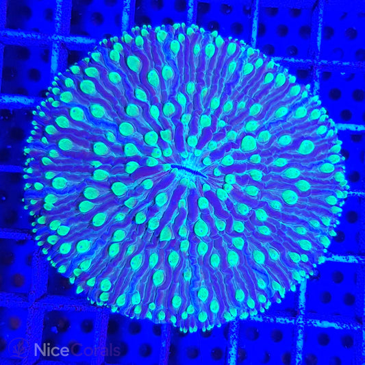Cycloseris