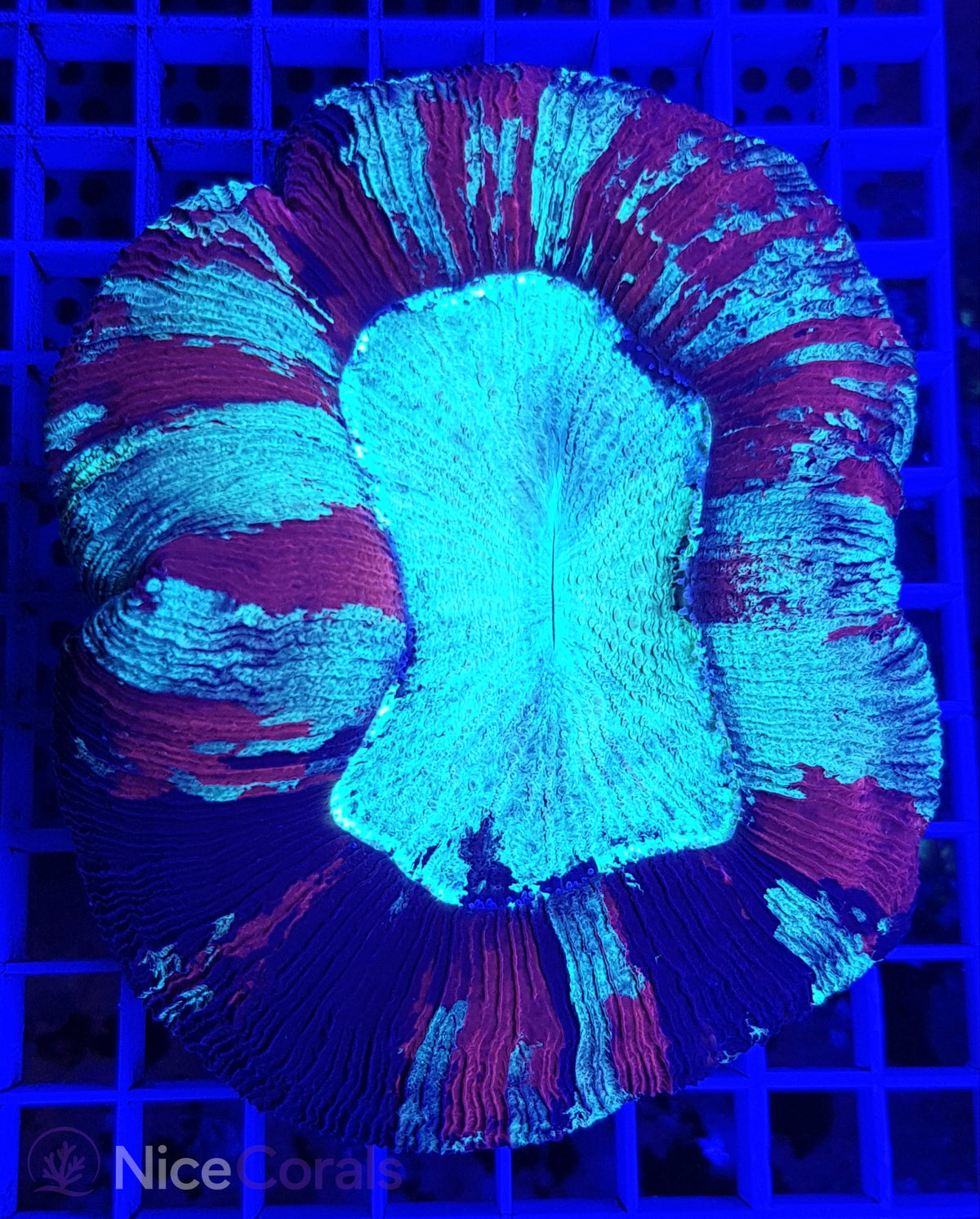 Trachyphyllia XXL