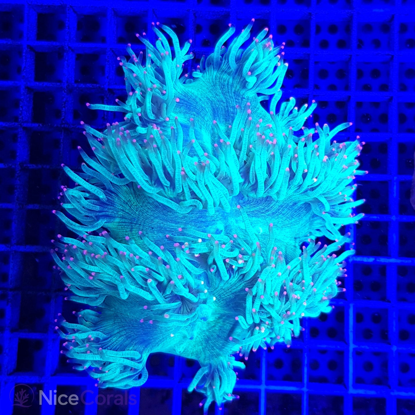 Catalaphyllia