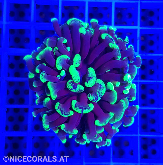 Euphyllia ancora