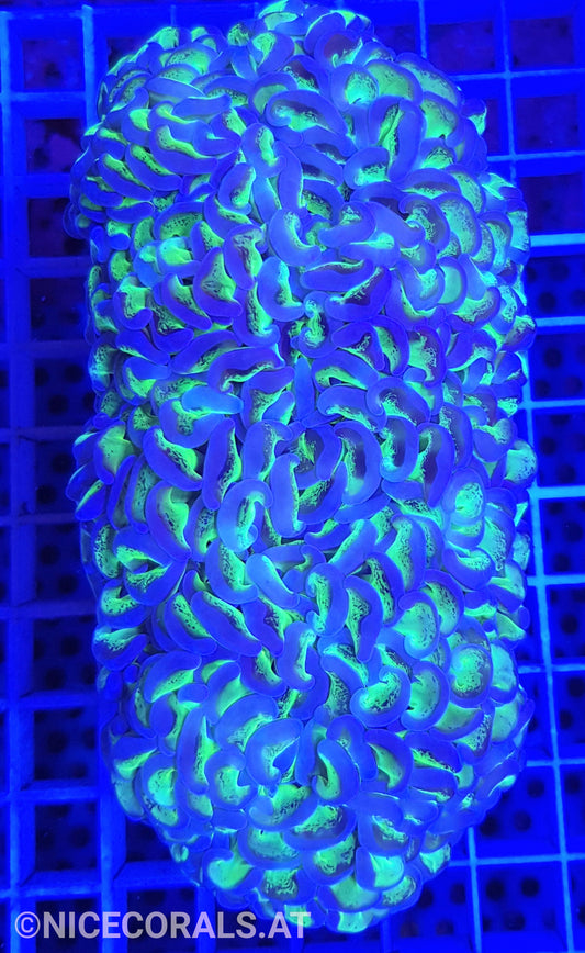 Euphyllia ancora