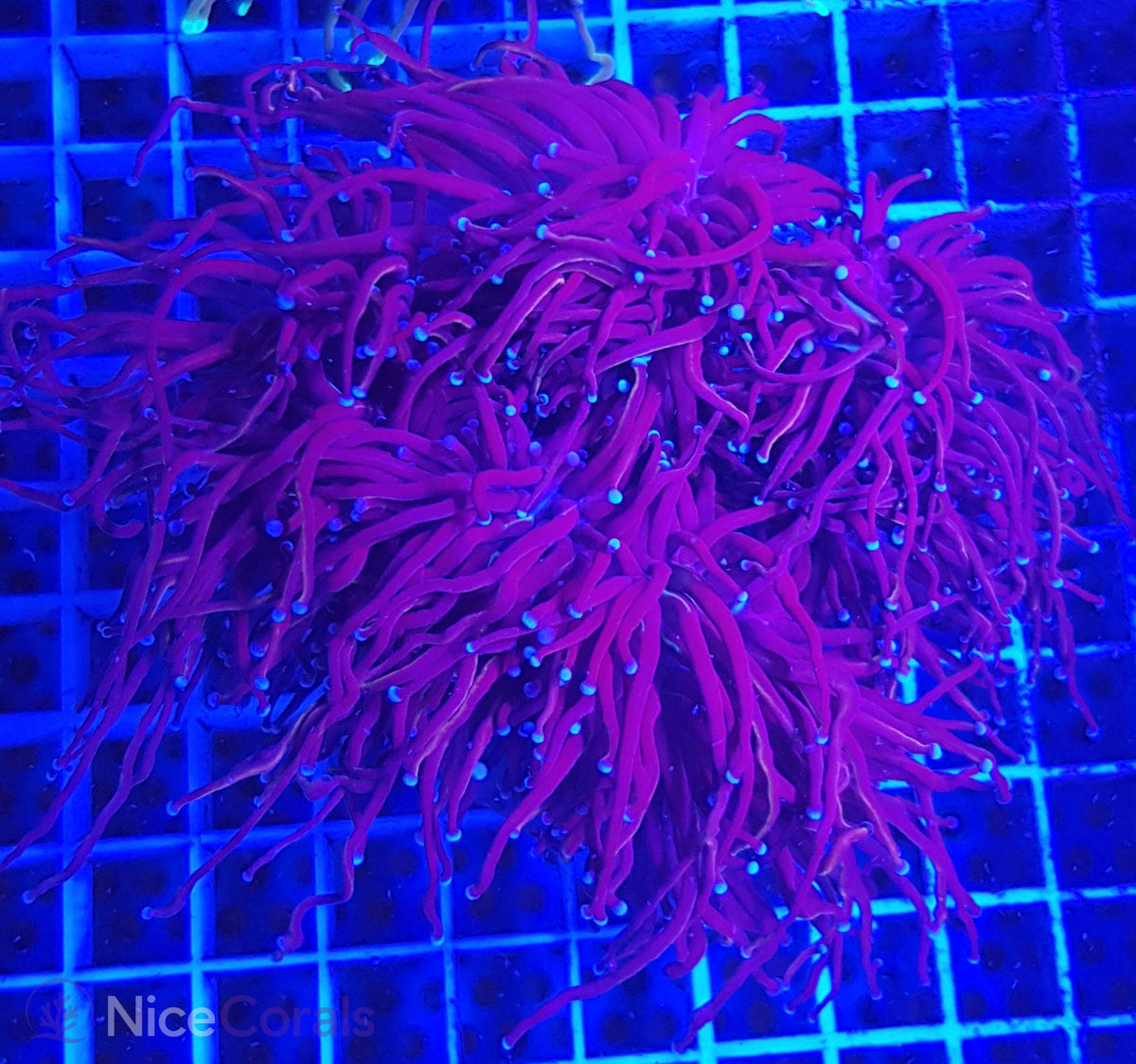 Euphyllia torch