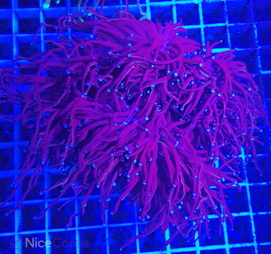 Euphyllia torch