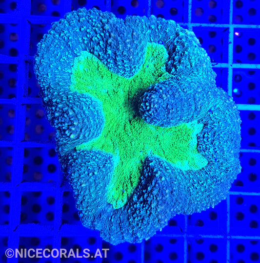 Lobophyllia