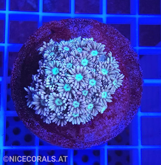 Goniopora Ultra
