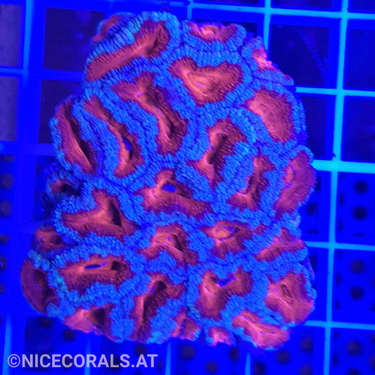 Acanthastrea