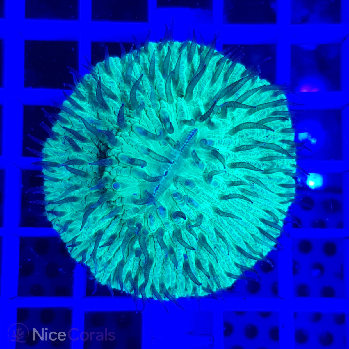Cycloseris