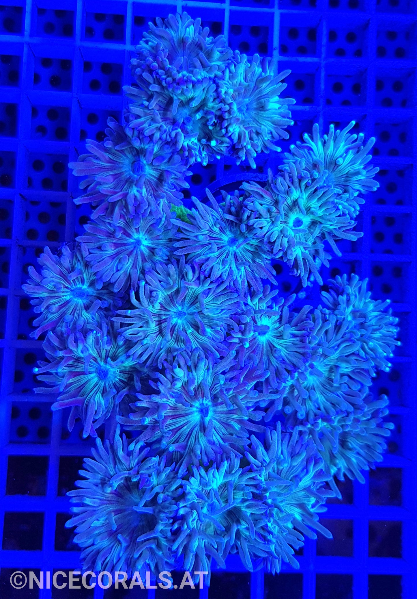 Duncanopsammia axifuga