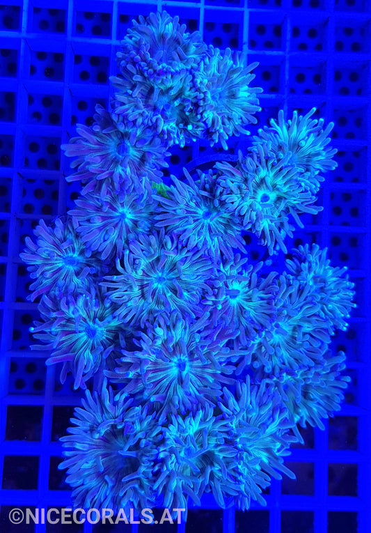 Duncanopsammia axifuga