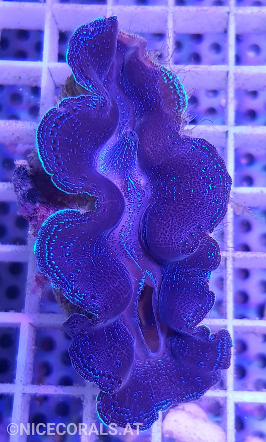 Tridacna crocea 7cm