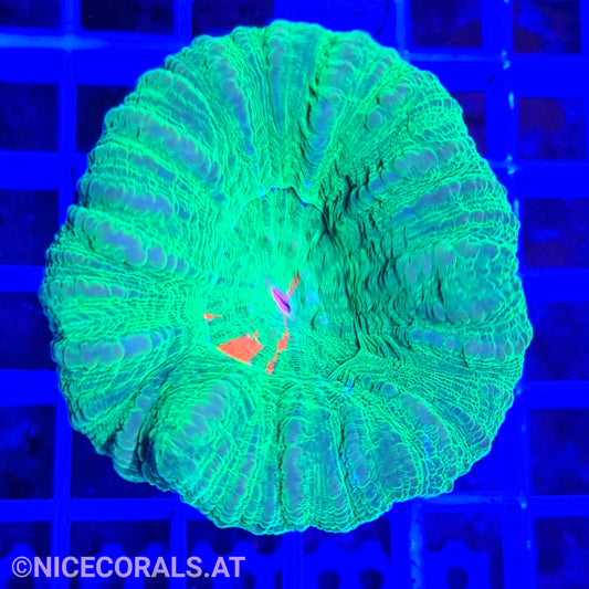 Scolymia