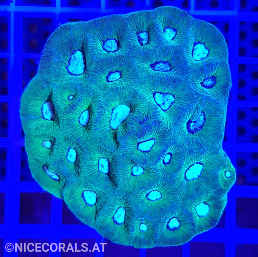 Goniastrea