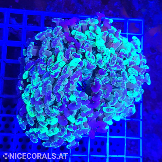 Euphyllia Ancora