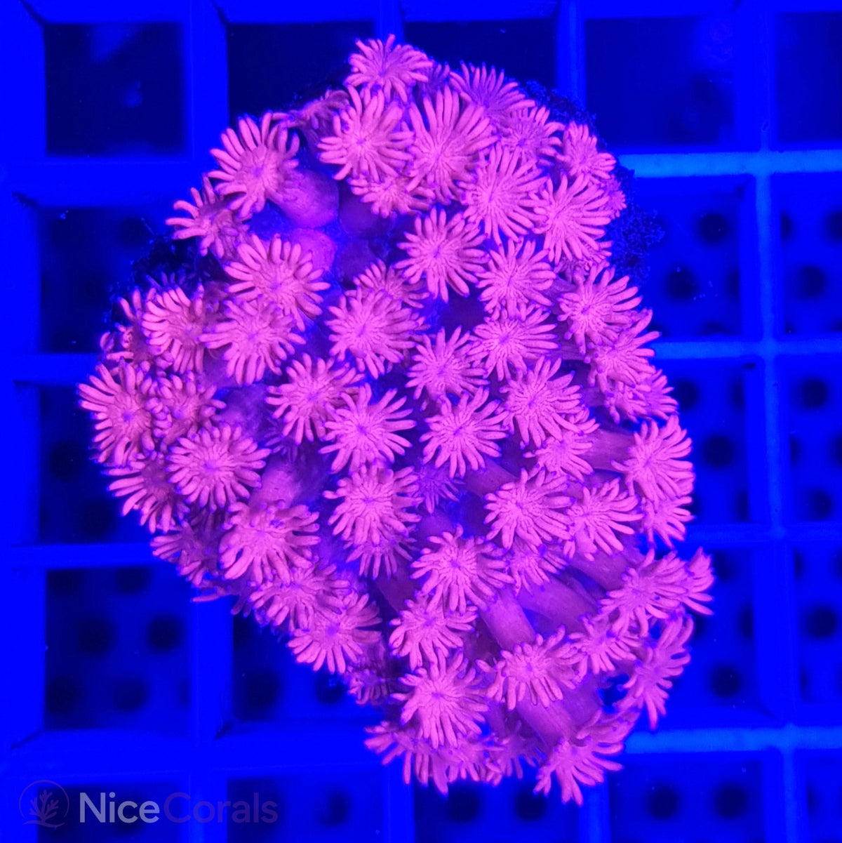 Goniopora