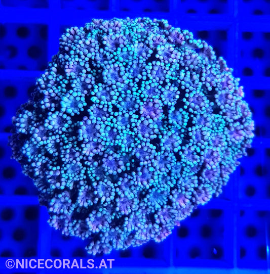 Goniopora