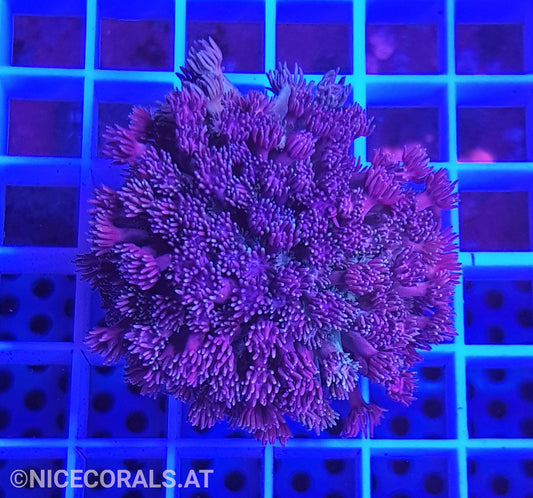 Goniopora Ultra