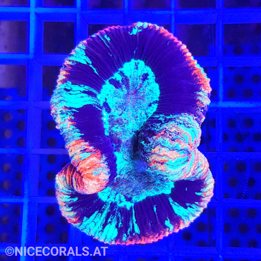 Trachyphyllia