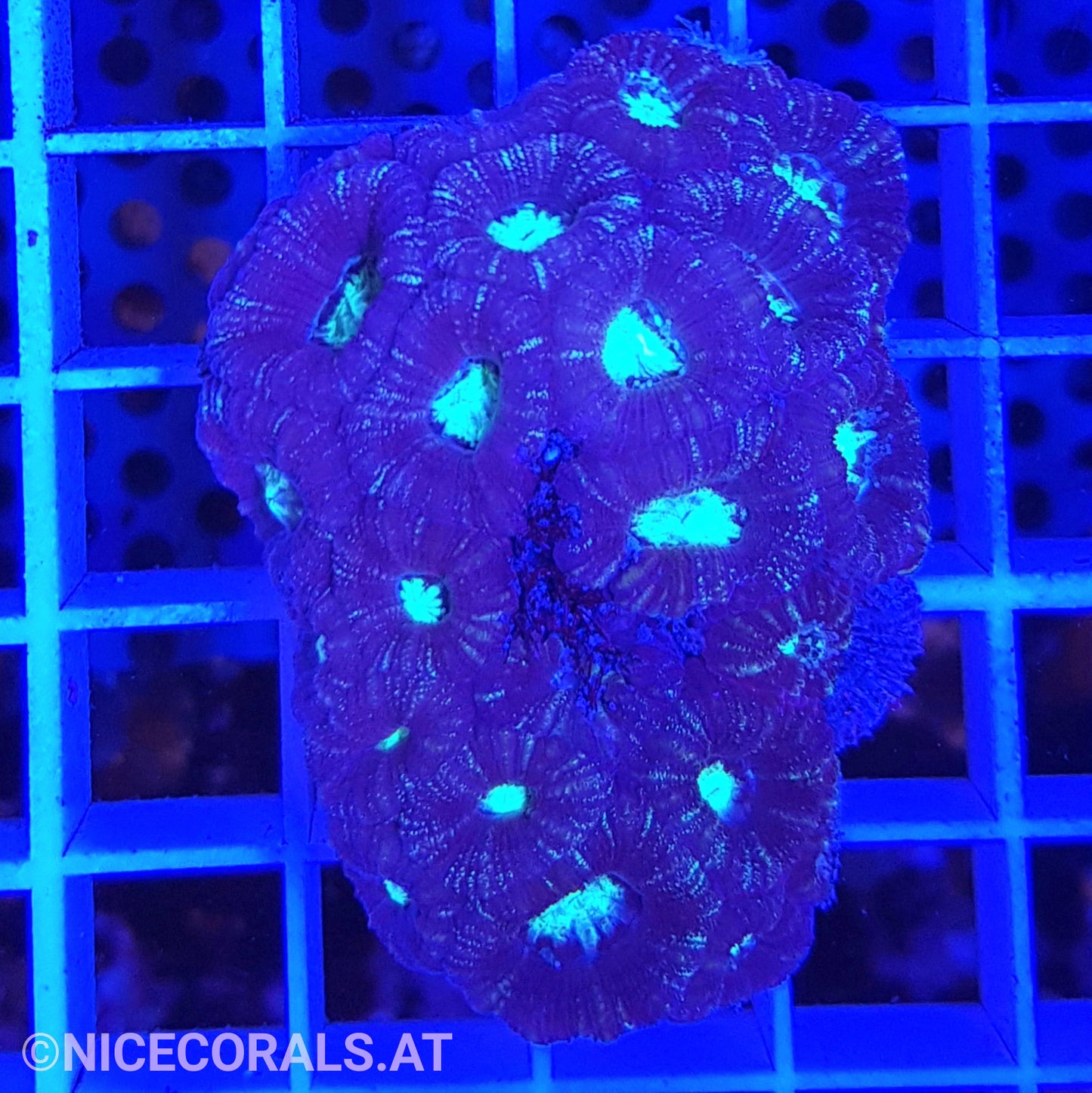 Acanthastrea