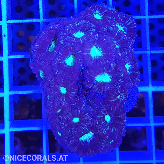 Acanthastrea