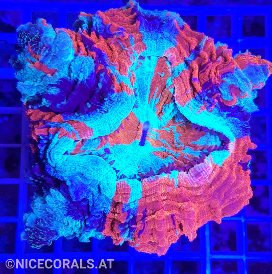 Cynarina SP. Acanthophyllia