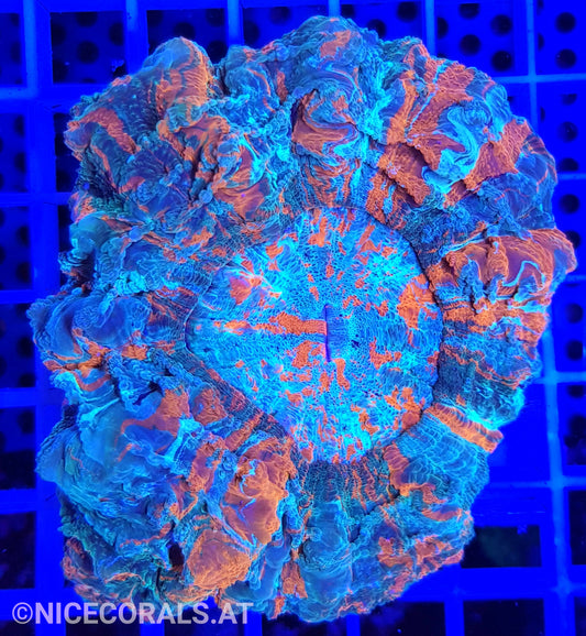 Cynarina SP. Acanthophyllia