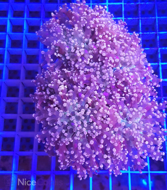 Euphyllia paradivisa