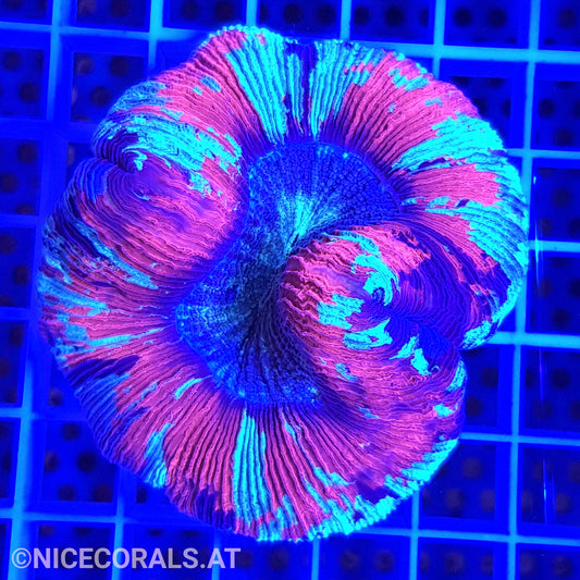 Trachyphyllia