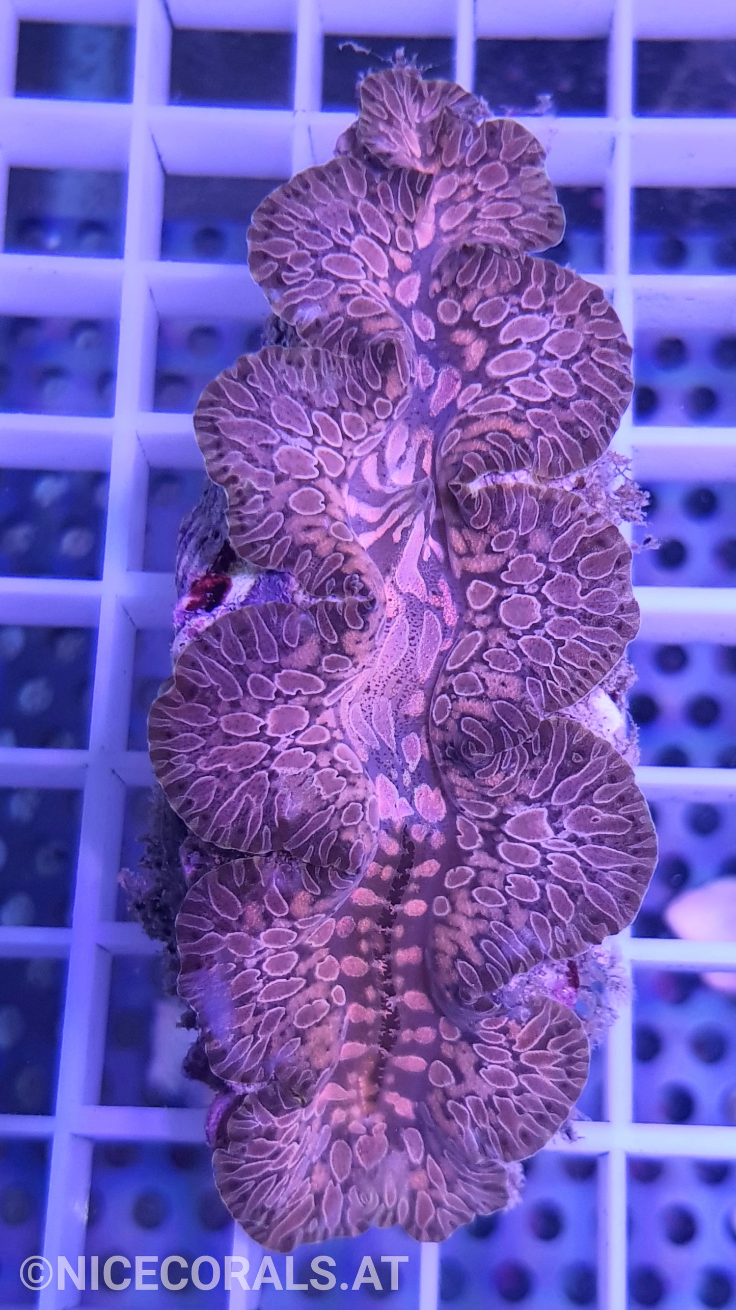 Tridacna Maxima Tear Drop 7 cm