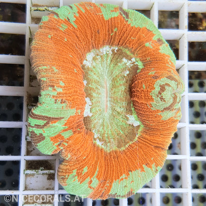 Trachyphyllia