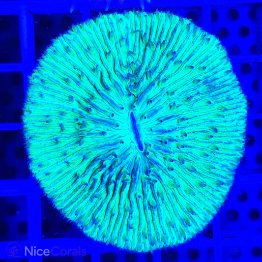 Cycloseris