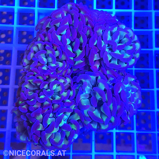 Euphyllia Paraancora 4-5 Heads