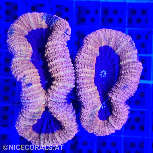 Lobophyllia