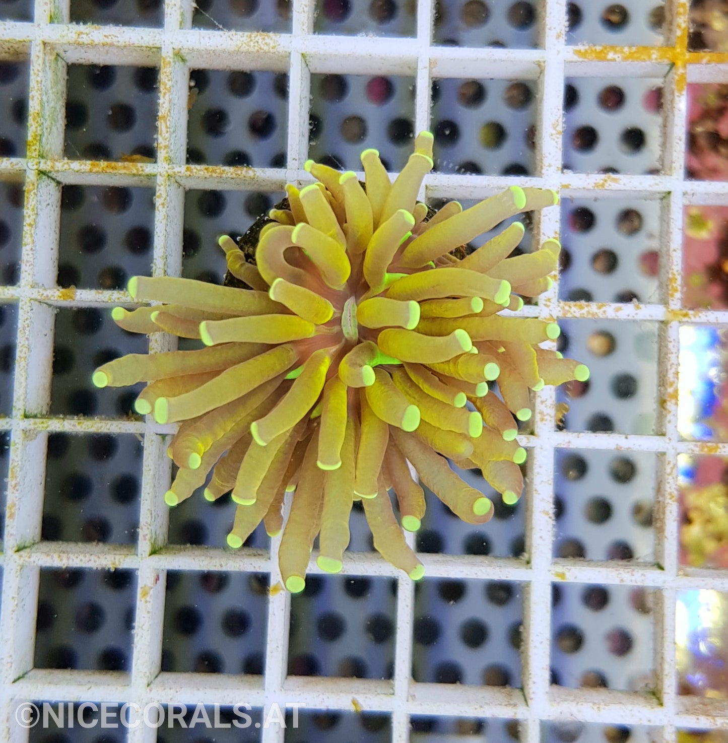 Euphyllia Tiger Torch