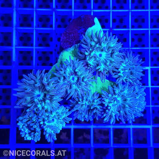 Duncanopsammia