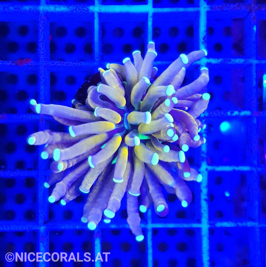 Euphyllia Tiger Torch